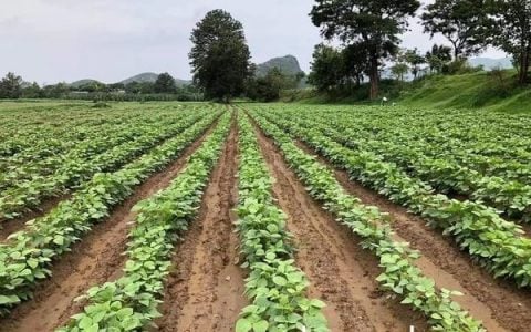 实皆省蒙育瓦县区冬作物各种豆类及菜花作物种植情况